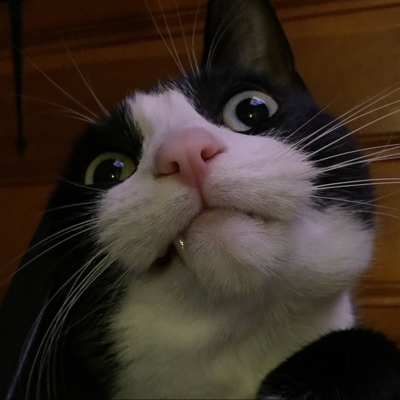 Meet your Posher, Dina - Picture 4 of 9